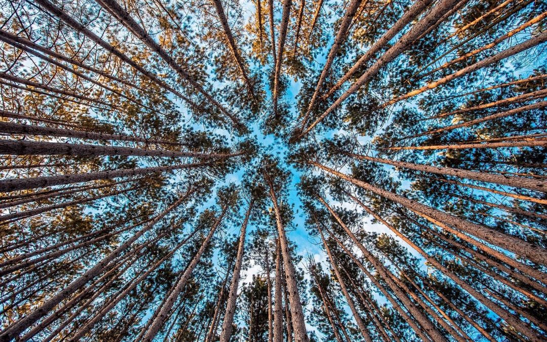 Bomen